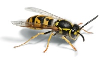 Wasp removal Dover